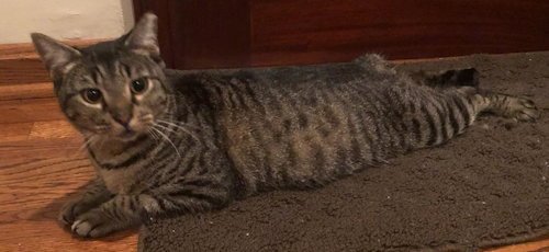 TIGER LILY - PETSMART PLANTATION FOSTER HOME - Manx available for adoption