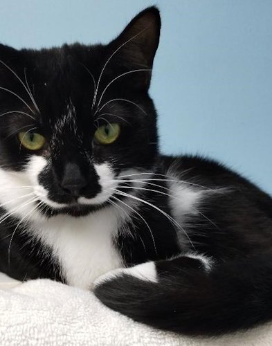 SUSIE - CENTER - Domestic Short Hair available for adoption