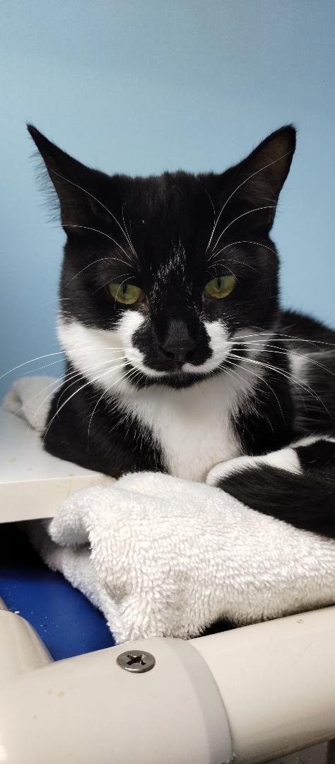 SUSIE - CENTER - Domestic Short Hair available for adoption