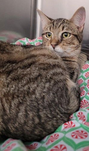 TONY BEN - PETSMART PLANTATION - Domestic Short Hair available for adoption