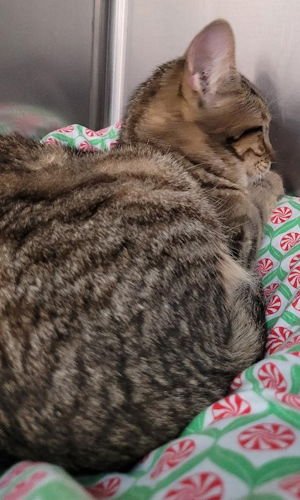 TONY BEN - PETSMART PLANTATION - Domestic Short Hair available for adoption