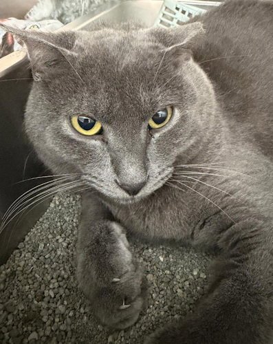 STORMY - PSP - Domestic Short Hair available for adoption