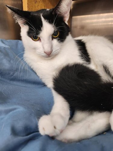 JASPER - PETSMART PLANTATION - Domestic Short Hair available for adoption