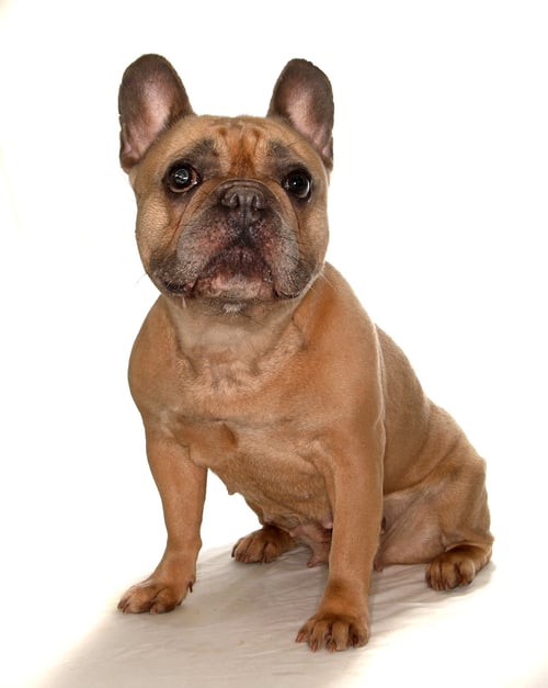 FIONA - French Bulldog available for adoption