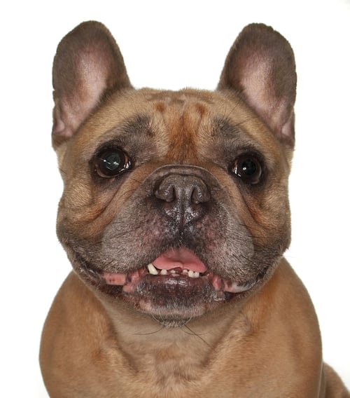 FIONA - French Bulldog available for adoption