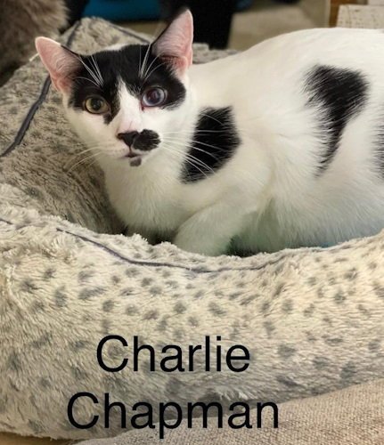 CHARLIE CHAPMAN - CAT ROOM - Domestic Short Hair available for adoption