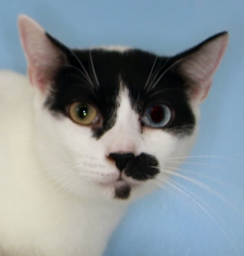 CHARLIE CHAPMAN - CAT ROOM - Domestic Short Hair available for adoption