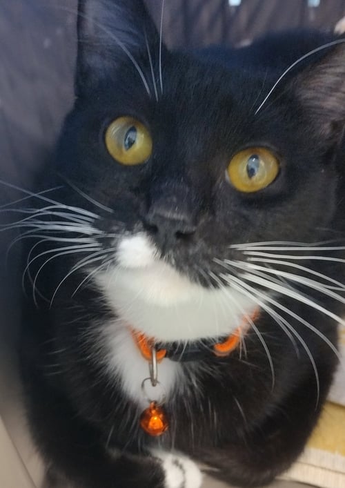 GENNY - CENTER - Domestic Medium Hair available for adoption