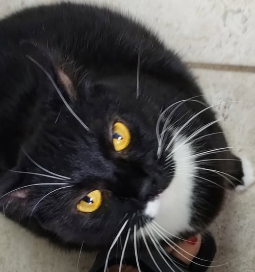 GENNY - CENTER - Domestic Medium Hair available for adoption
