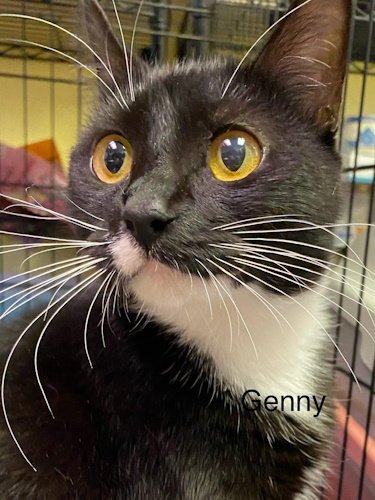 GENNY - CENTER - Domestic Medium Hair available for adoption