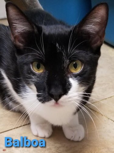 BALBOA - CAT ROOM - American Shorthair available for adoption