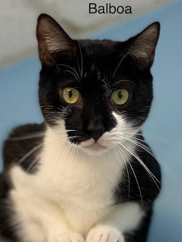BALBOA - CAT ROOM - American Shorthair available for adoption