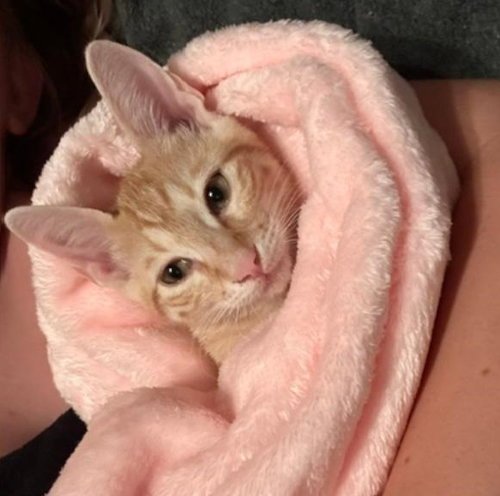 PRINCE 2 - PSP FOSTER HOME - Domestic Short Hair available for adoption
