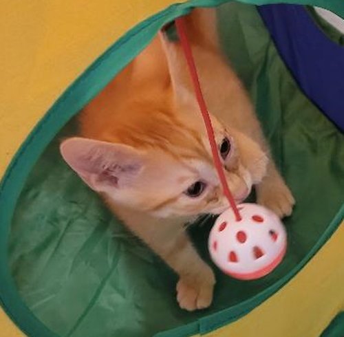 PRINCE 2 - Domestic Short Hair available for adoption