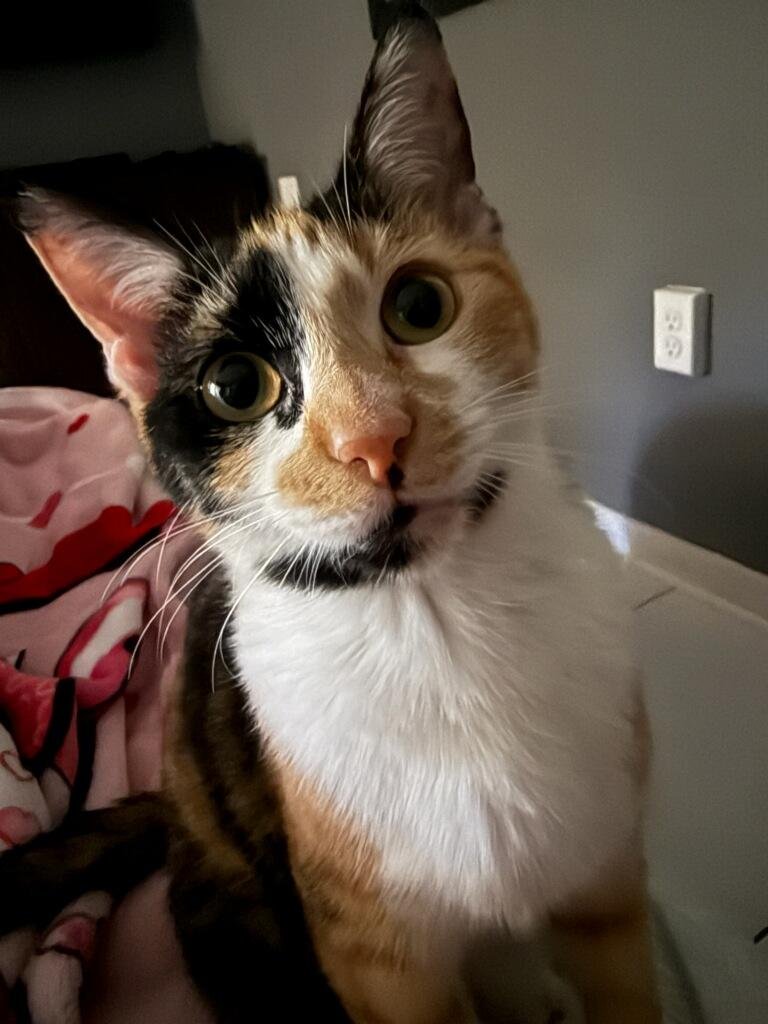 MEYOU - PETSMART PLANTATION FOSTER HOME - Domestic Short Hair available for adoption