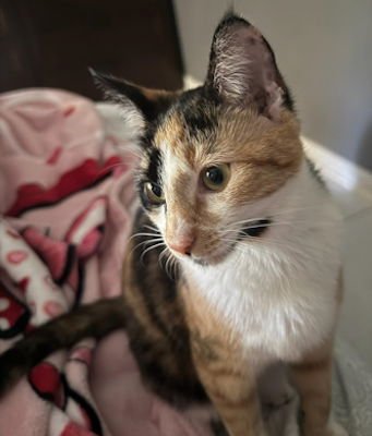 MEYOU - PETSMART PLANTATION FOSTER HOME - Domestic Short Hair available for adoption