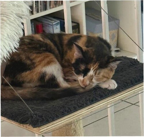 MeYou - Petsmart Plantation Foster Home - Photo 3