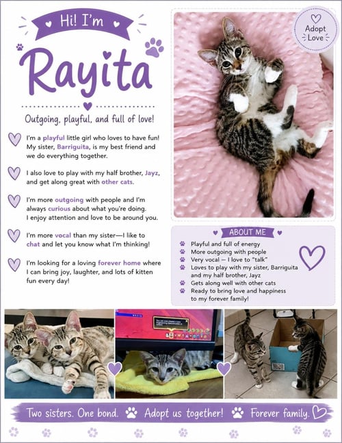 RAYITA - PSP FOSTER HOME - Domestic Short Hair available for adoption