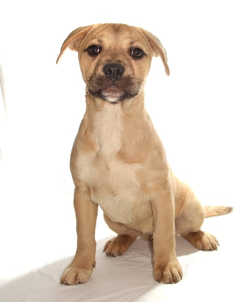 LYDIA - Husky / French Bulldog available for adoption
