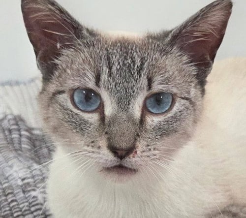 MILIKI AND LULU - Tabby available for adoption