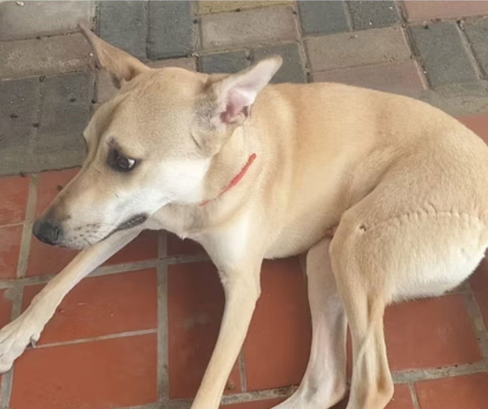 DAISY - Greyhound / Shepherd available for adoption