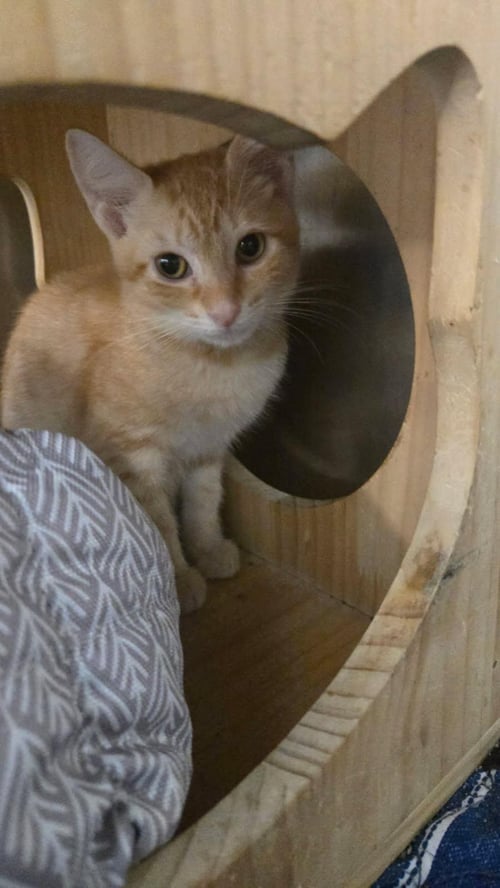 SUNSHINE - PSP - Domestic Short Hair available for adoption