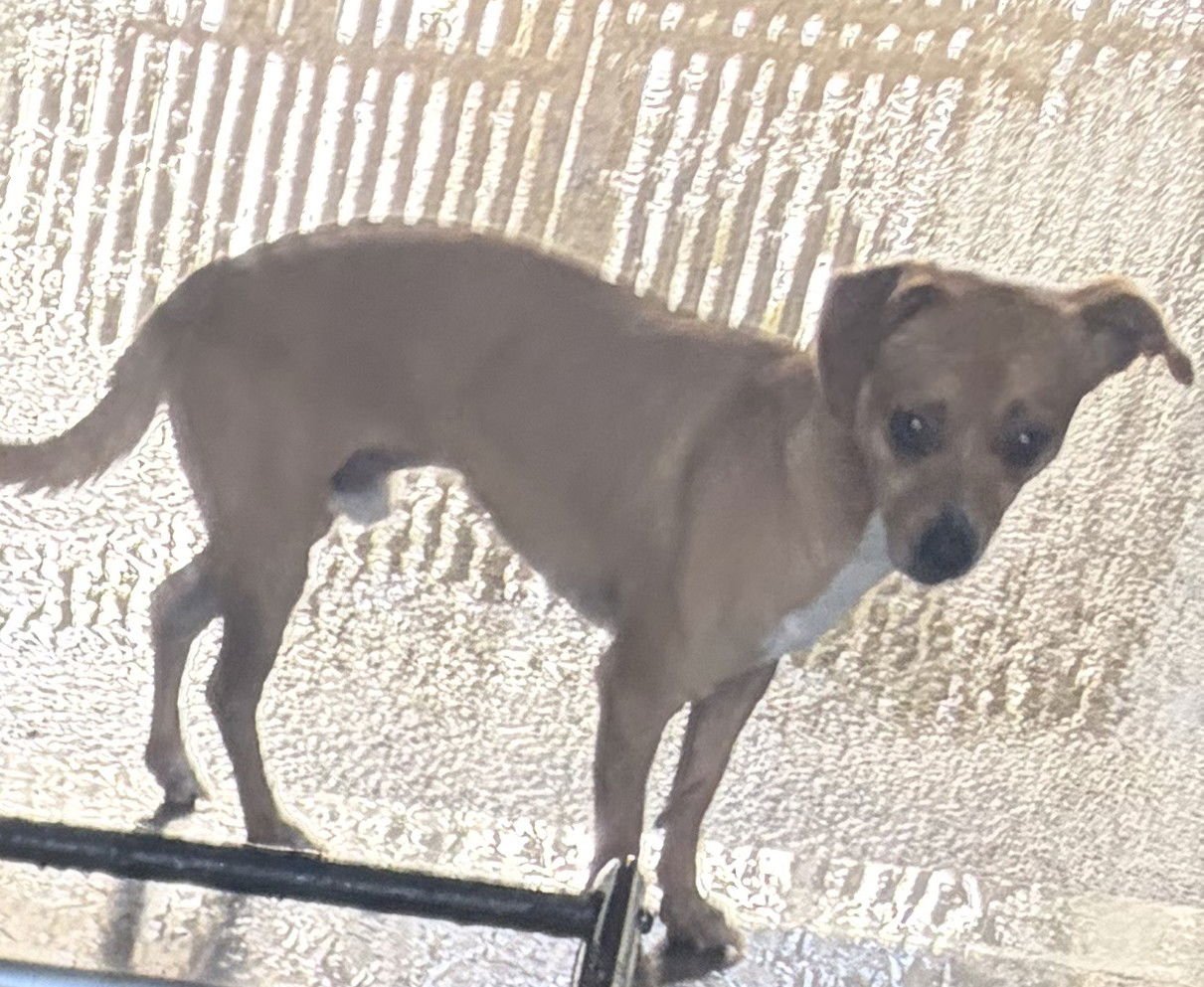 CRIMSON - Chihuahua available for adoption