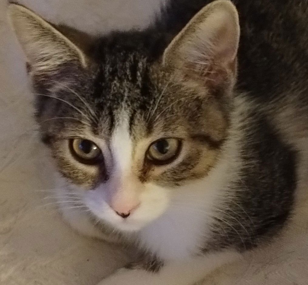 JONI - American Shorthair available for adoption