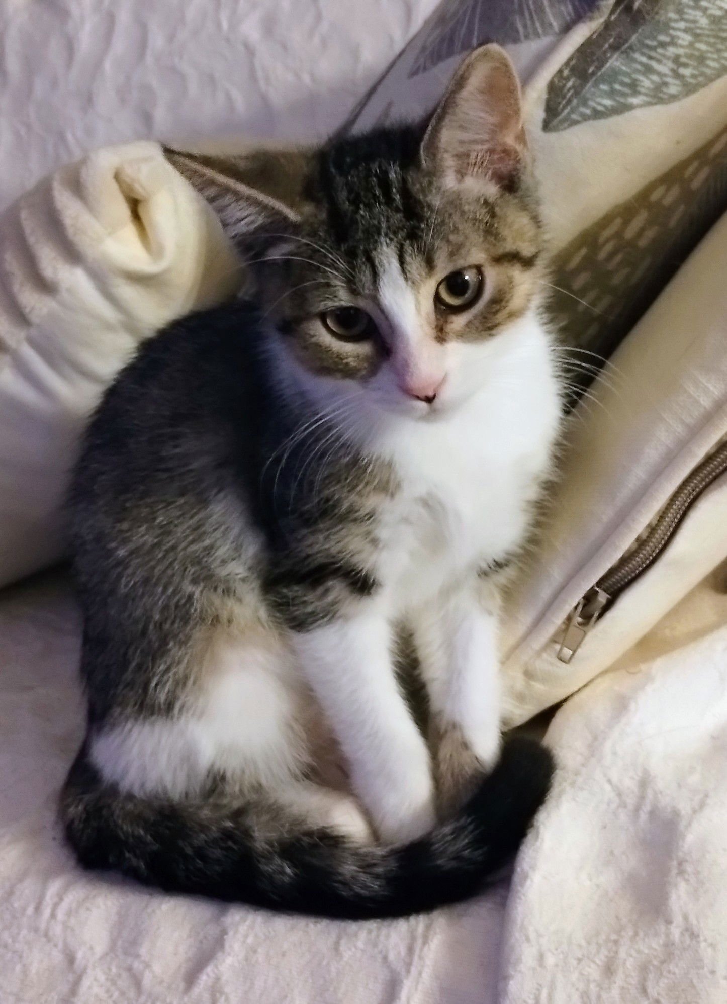 JONI - American Shorthair available for adoption