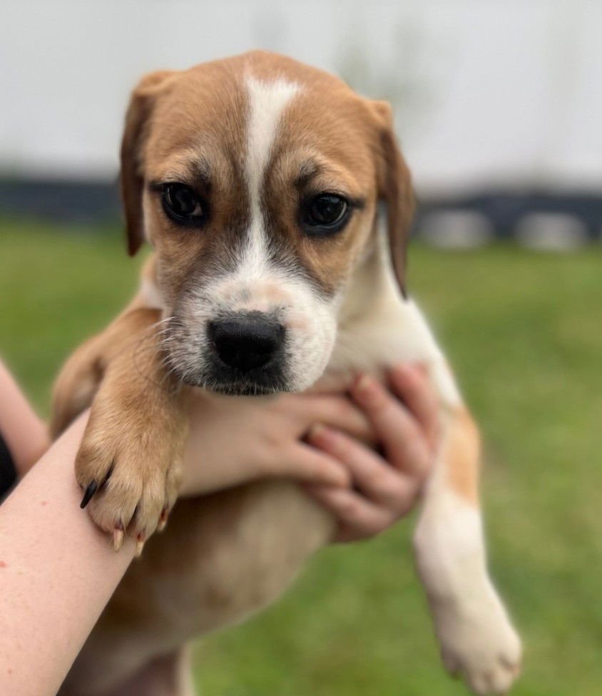 COTTONTAIL - Pointer / Boxer available for adoption