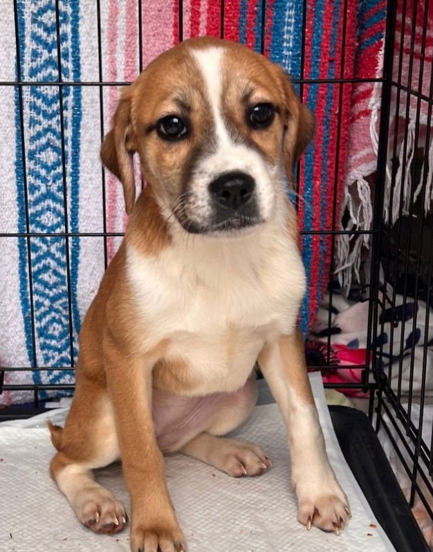 COTTONTAIL - Pointer / Boxer available for adoption