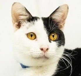 SCOOBY - Domestic Short Hair available for adoption