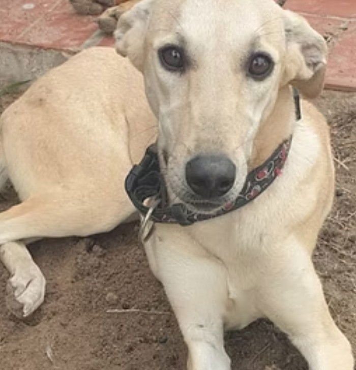 BUDDY - Greyhound / Shepherd available for adoption