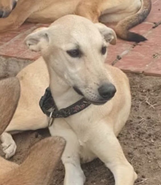 BUDDY - Greyhound / Shepherd available for adoption