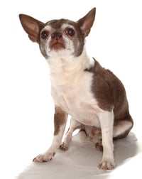 Wishbone - Photo 1
