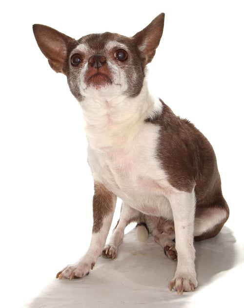 WISHBONE - Chihuahua available for adoption