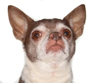 Wishbone - Photo 2