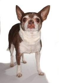 Wishbone - Photo 3