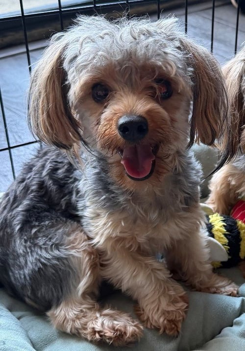 POPPY - Yorkshire Terrier Yorkie available for adoption