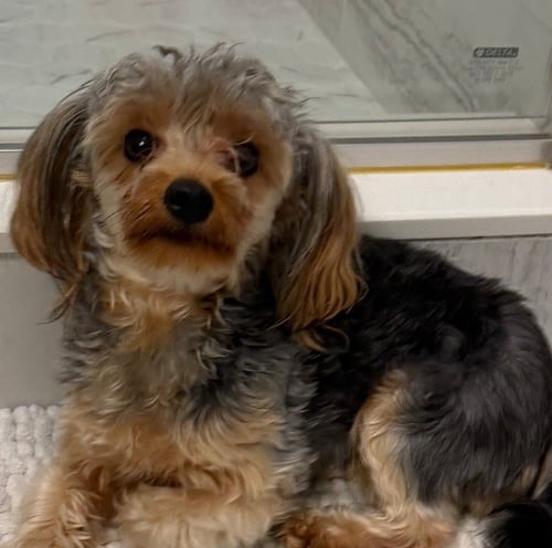 POPPY - Yorkshire Terrier Yorkie available for adoption
