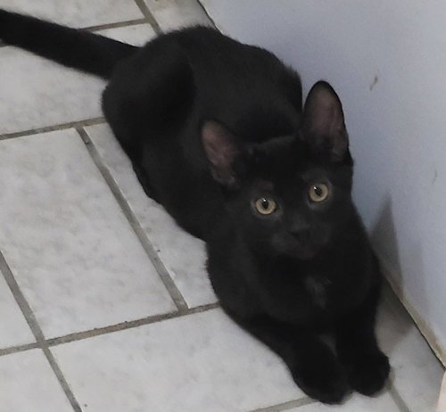 NOIR - PSP FOSTER HOME - Domestic Short Hair available for adoption