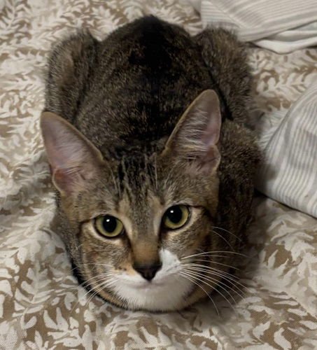 KELO - PETSMART PLANATION FOSTER HOME - Domestic Short Hair available for adoption