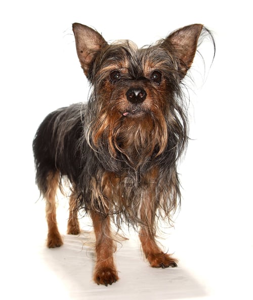 MIGUEL - Yorkshire Terrier Yorkie available for adoption