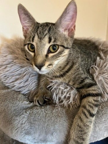 MIMI - PETSMART PLANTATION FOSTER HOME - Domestic Short Hair available for adoption