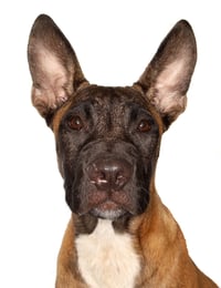 Otto - Photo 1