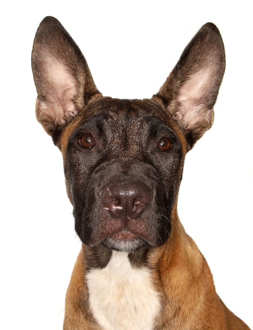 OTTO - Belgian Shepherd Malinois available for adoption
