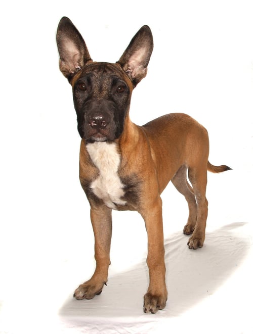 OTTO - Belgian Shepherd Malinois available for adoption