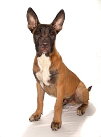 Otto - Photo 3