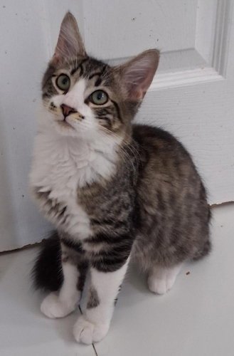 ZEEK - PSP FOSTER HOME