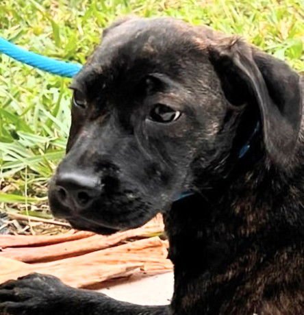 FLOPSEY - Pointer / Boxer available for adoption